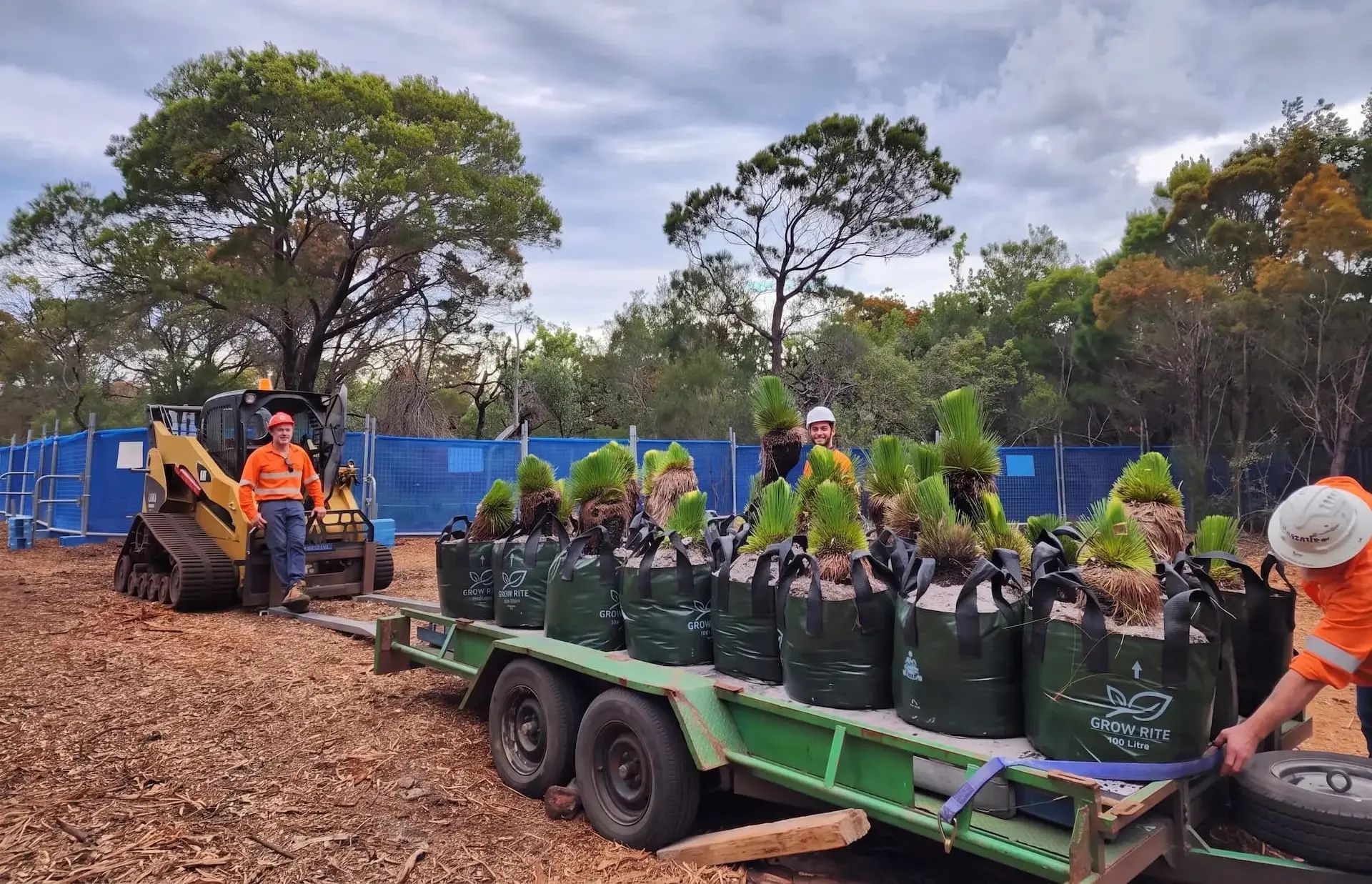 Crew loading grass trees onto a trailer with a tracked skid steer during a translocation