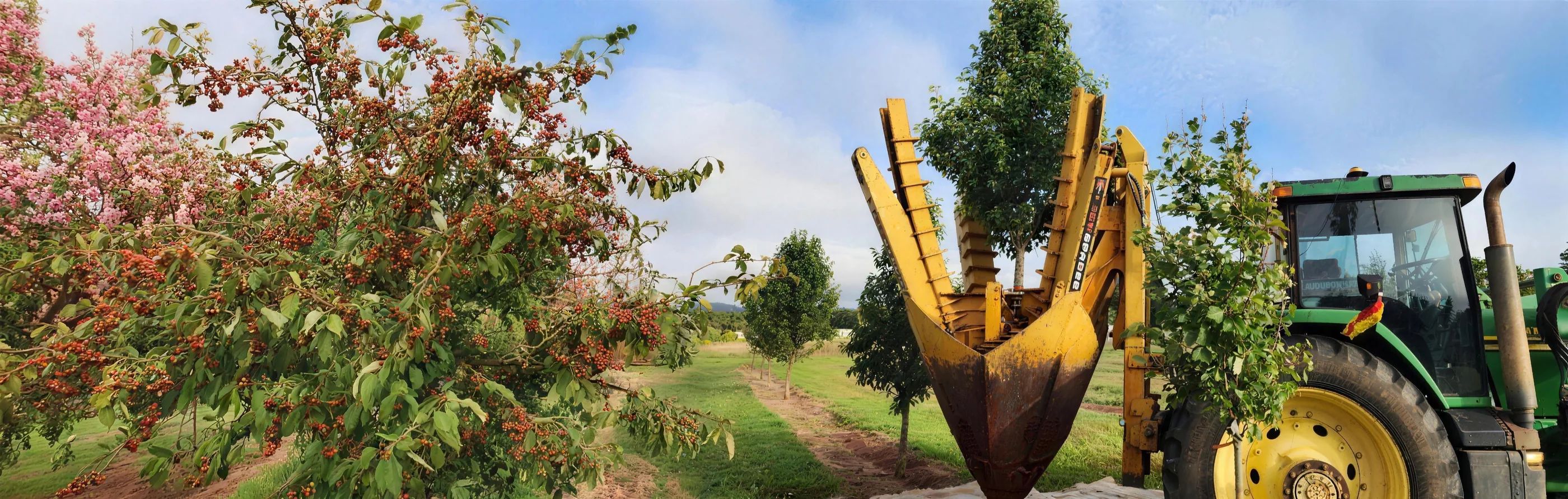 John Deere tractor with the Ace of Spades tree spade lifting a tree in the nursery