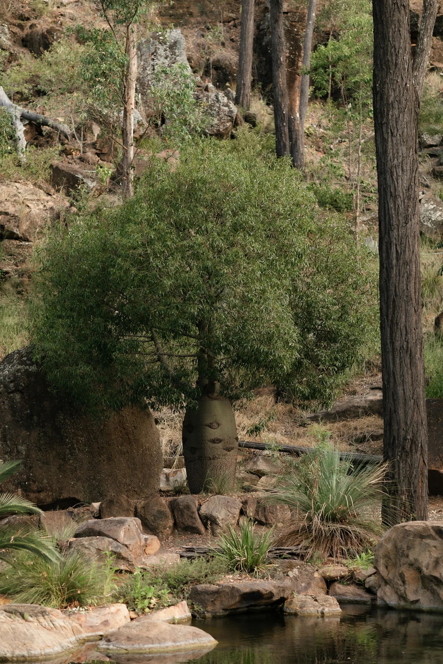 A mature bottle tree as the feature of a landscape