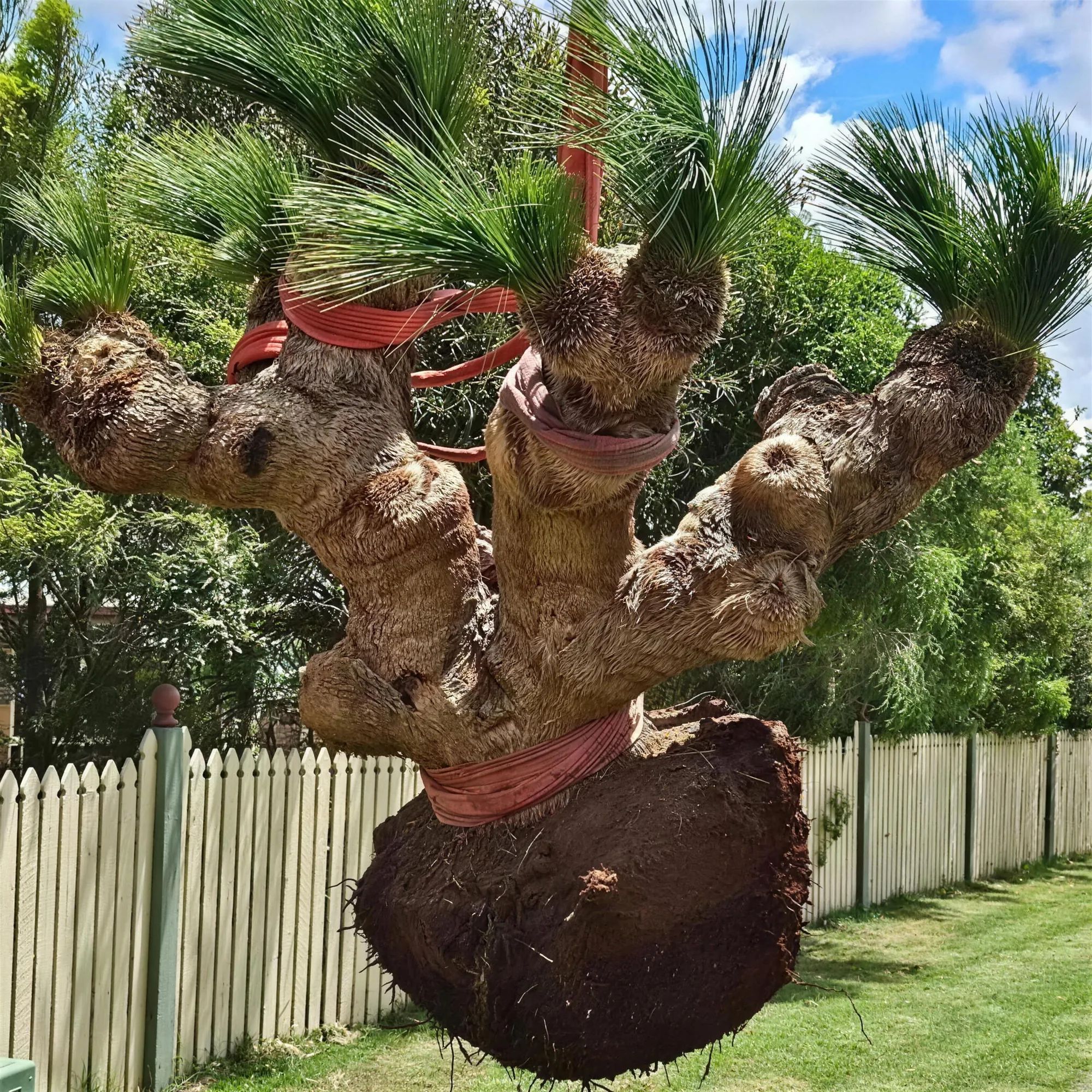 A grass tree secured with straps during translocation
