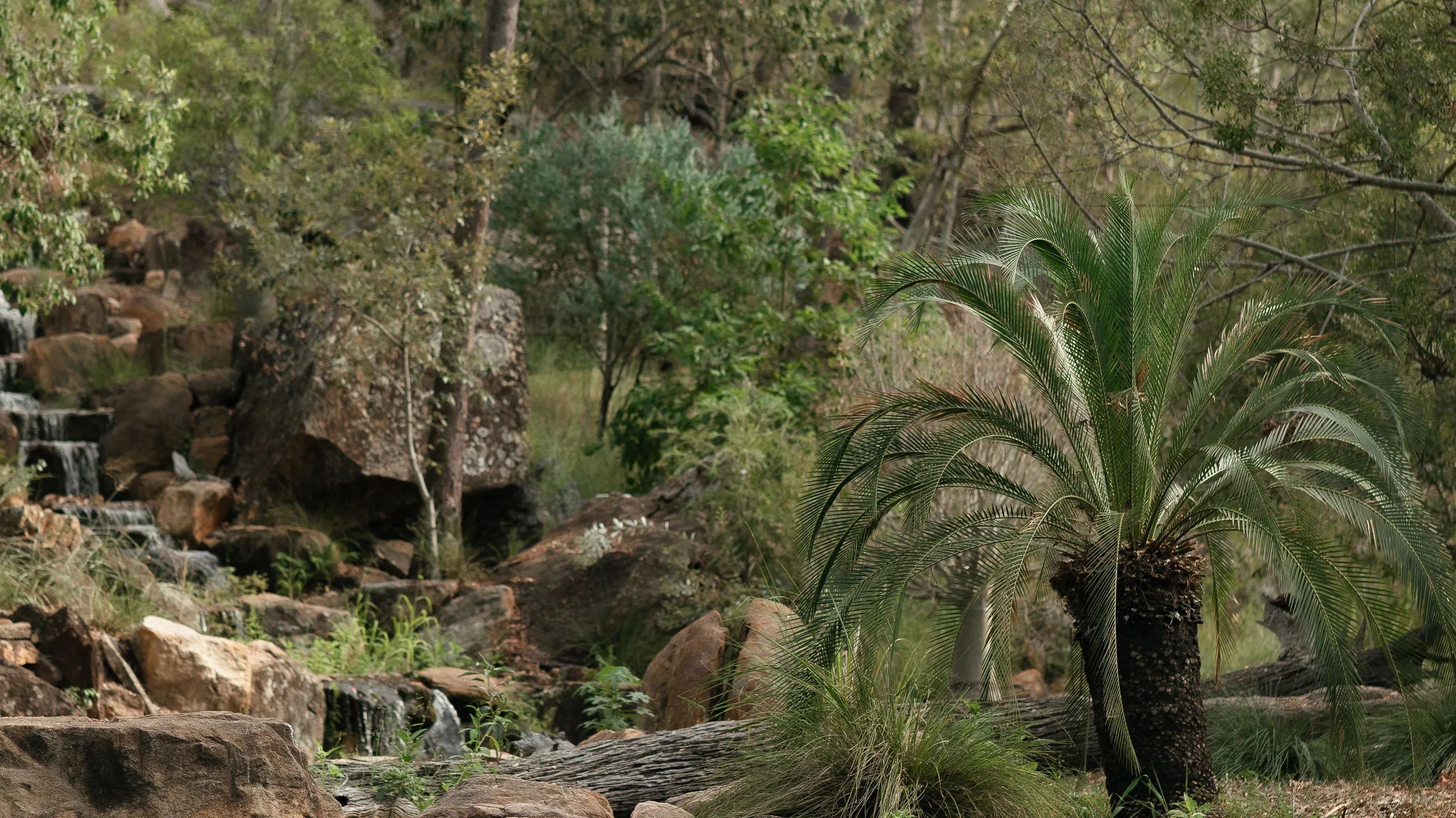 Cascading rock waterfall and cycad among native plants at the Ace of Spades property