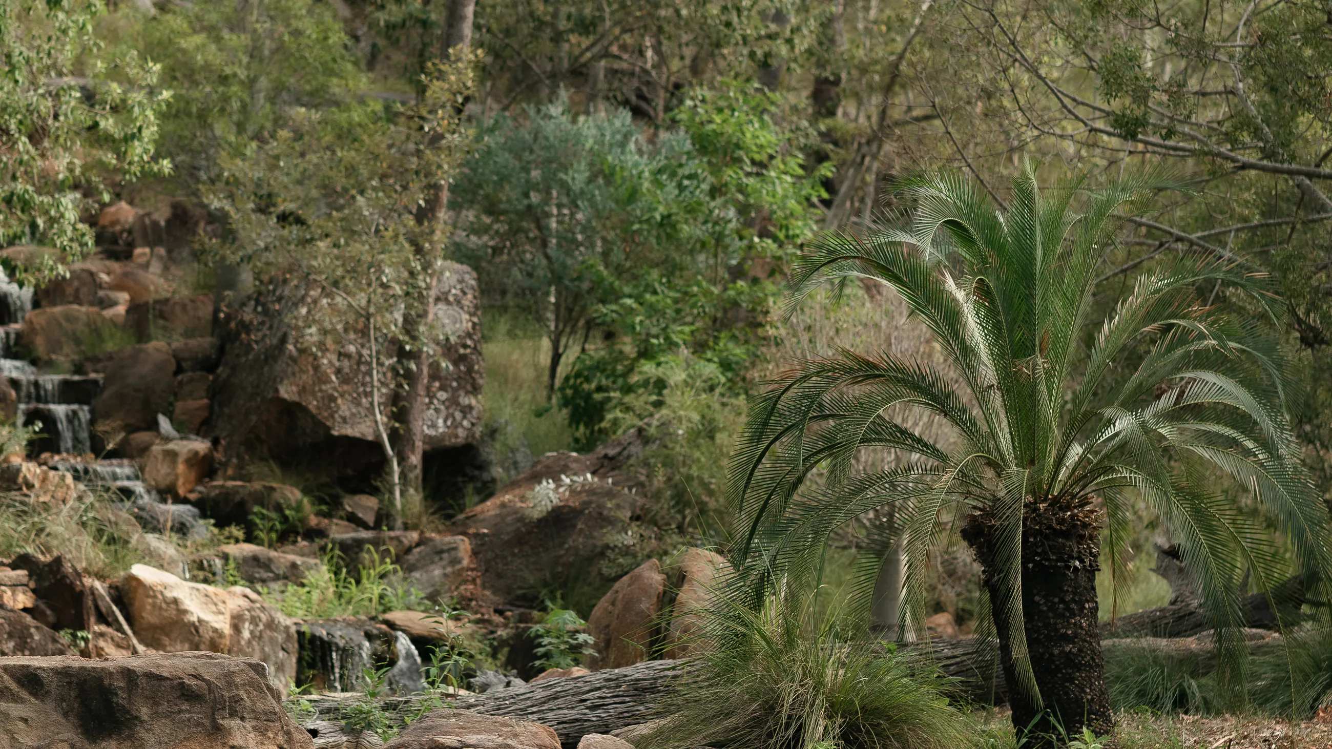 Cascading rock waterfall and cycad among native plants at the Ace of Spades property