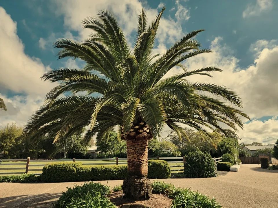 Canary Island Date Palm under a blue sky