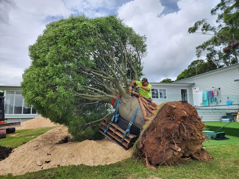 A large tree being replanted in a yard