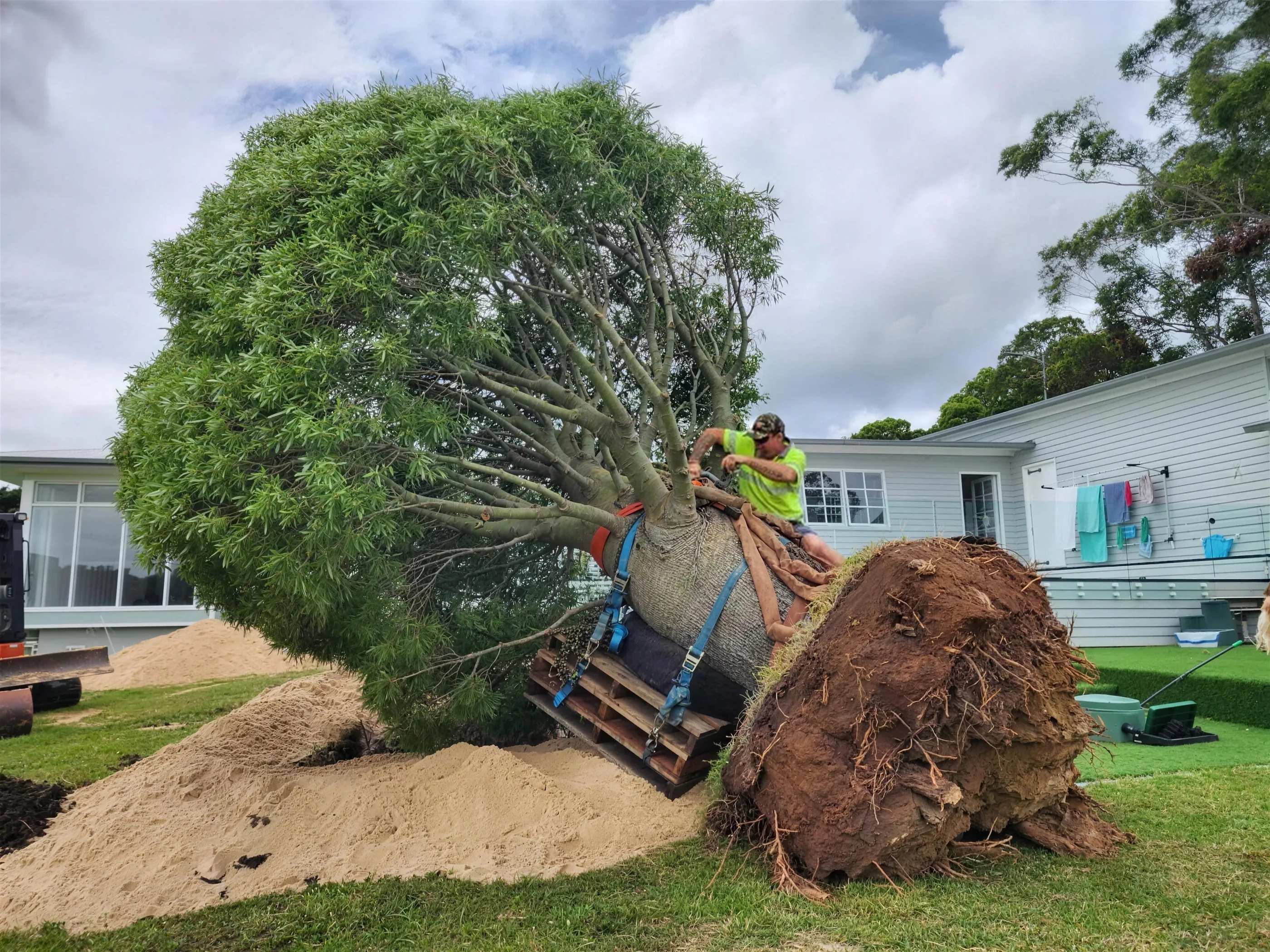 A large tree being replanted in a yard