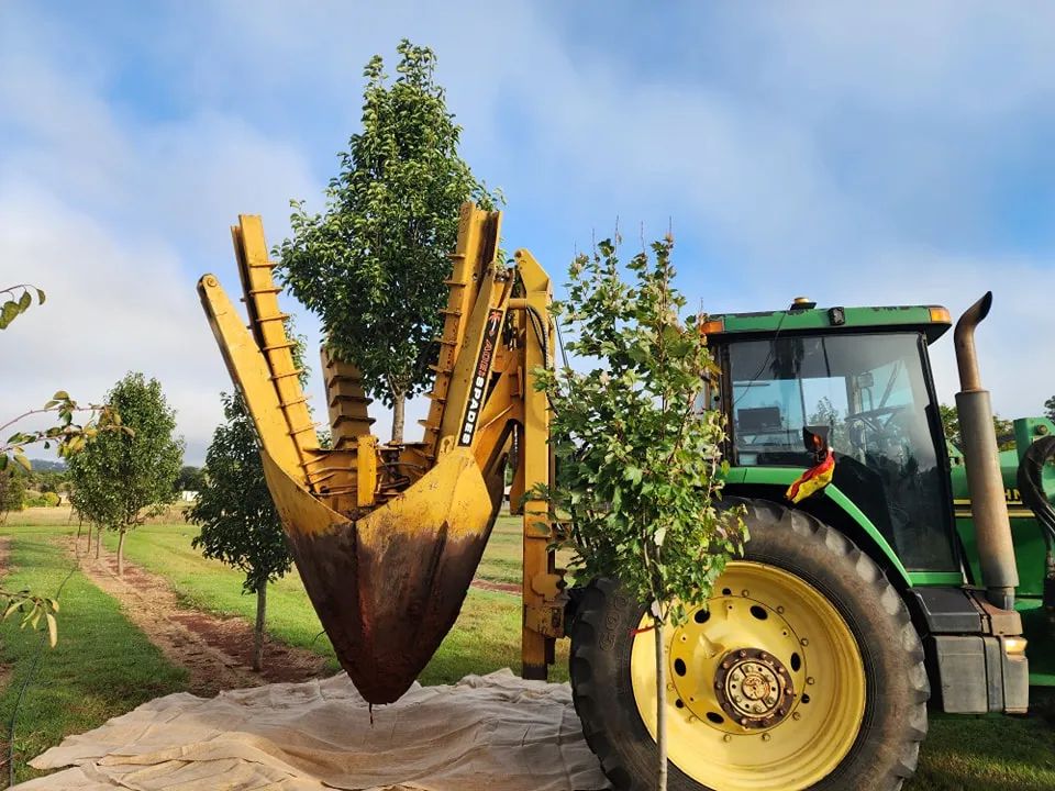 A tree spade lifting a mature tree for transplanting